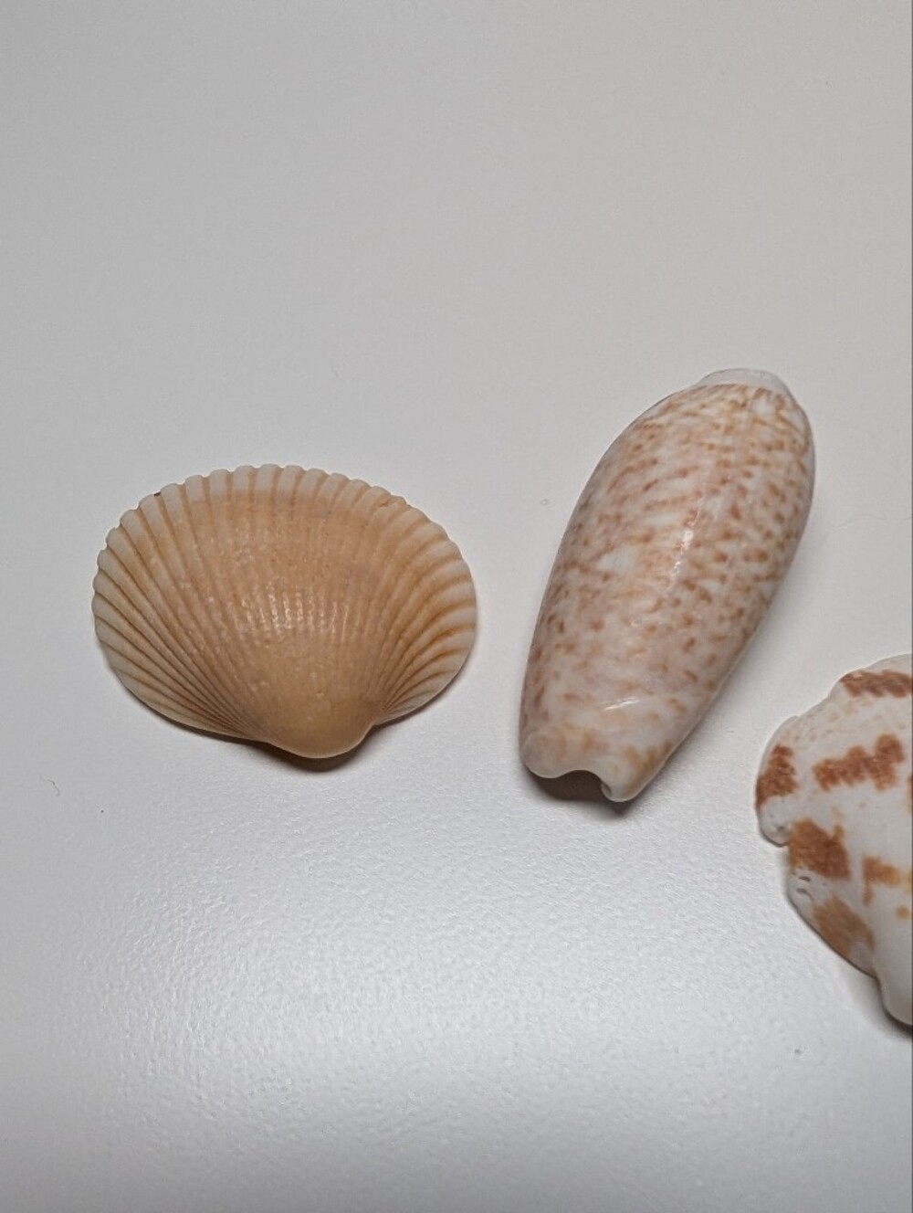 Decorative Seashells - Picture 4 of 5